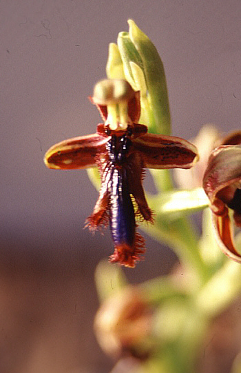 Ophrys regis-ferdinandii, Cesme.