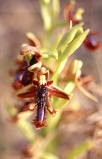 Ophrys regis-ferdinandii, Cesme.