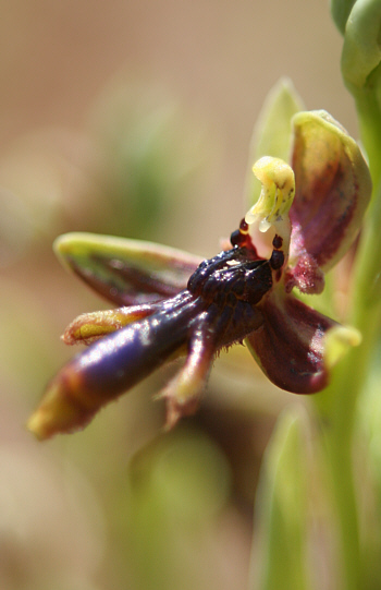 Ophrys regis-ferdinandii, Gennadio.