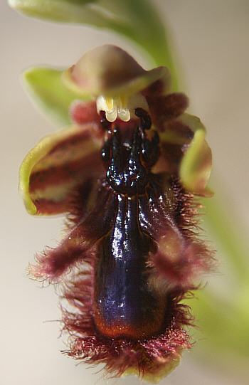 Ophrys regis-ferdinandii, Lardos.
