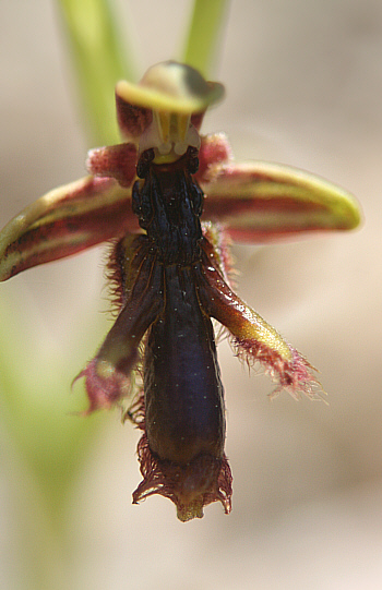 Ophrys regis-ferdinandii, Lardos.