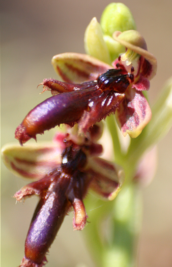 Ophrys regis-ferdinandii, Gennadio.