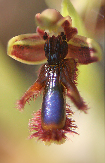 Ophrys regis-ferdinandii, Lardos.