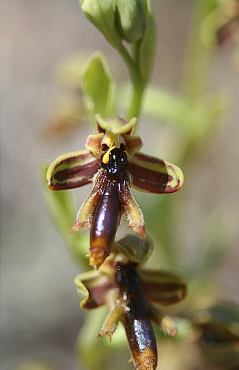 Ophrys regis-ferdinandii, Gennadio.