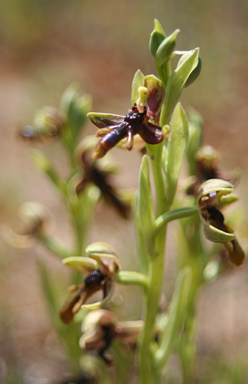 Ophrys regis-ferdinandii, Gennadio.