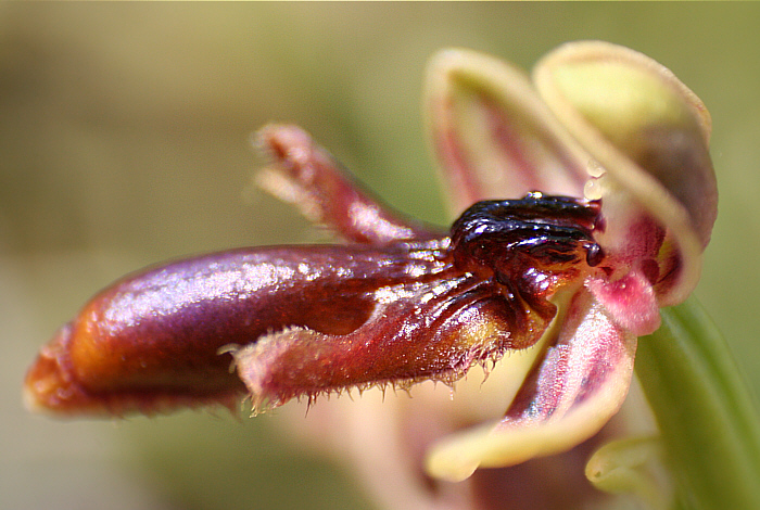 Ophrys regis-ferdinandii, Gennadio.