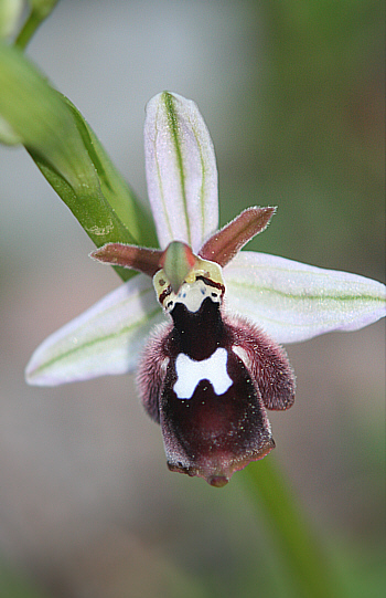 Ophrys reinholdii, Profitis Ilias.