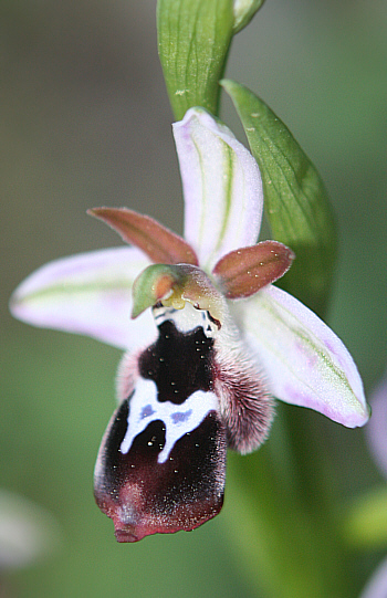 Ophrys reinholdii, Profitis Ilias.