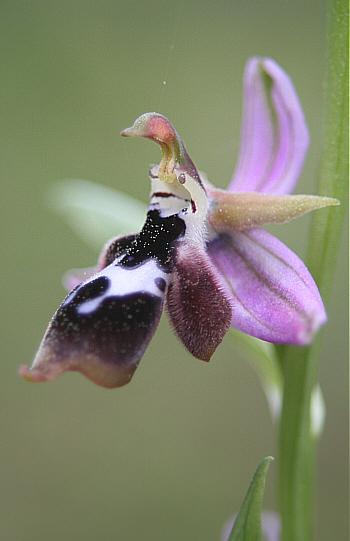 Ophrys reinholdii, Laerma.