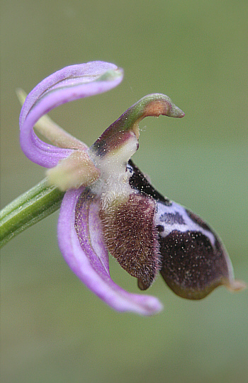 Ophrys reinholdii, Laerma.