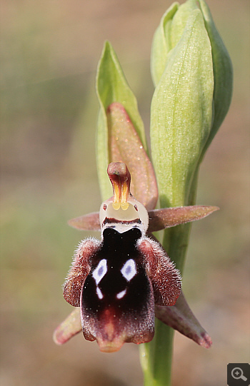 Ophrys reinhardiorum, Kriovrissi.