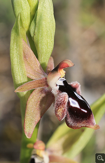 Ophrys reinhardiorum, Kriovrissi.