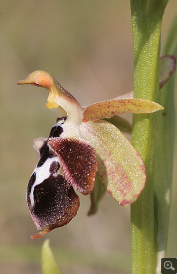 Ophrys reinhardiorum, Kriovrissi.