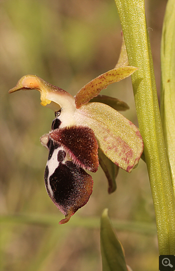 Ophrys reinhardiorum, Kriovrissi.