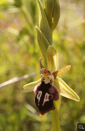 Ophrys reinhardiorum, Kriovrissi.