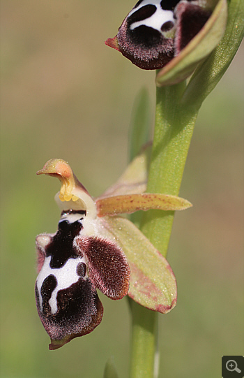 Ophrys reinhardiorum, Kriovrissi.