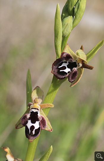 Ophrys reinhardiorum, Kriovrissi.