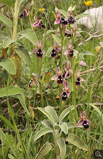 Ophrys reinholdii, Filothei.