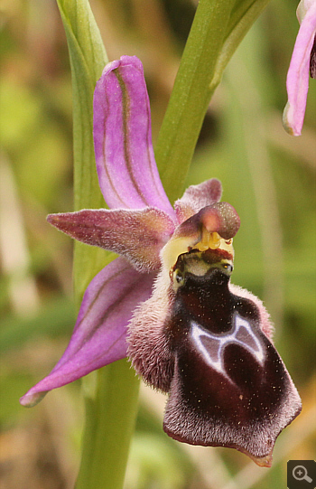 Ophrys reinholdii, Ampelokipi.