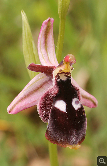 Ophrys reinholdii, Katsimpalis.