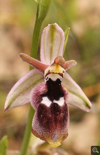 Ophrys reinholdii, Katsimpalis.