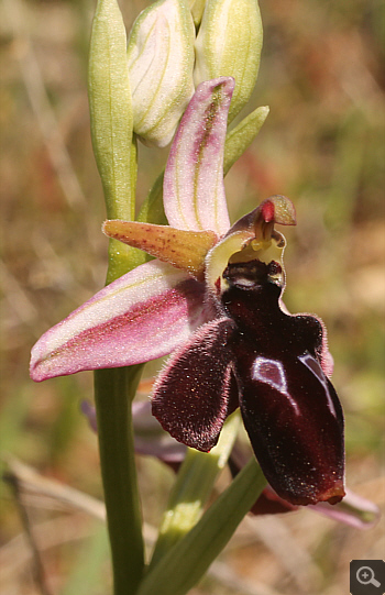 Ophrys reinholdii, Lakkomanteka.
