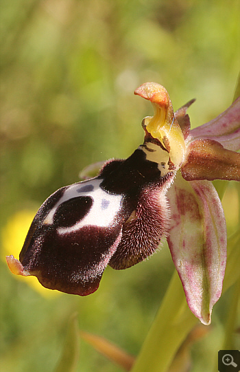 Ophrys reinholdii, Lakkomanteka.