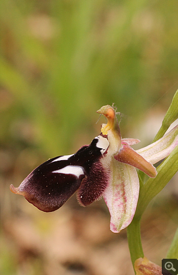 Ophrys reinholdii, Katsimpalis.