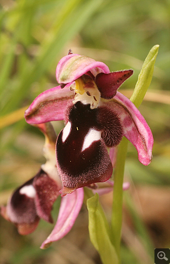 Ophrys reinholdii, Nafpaktos.