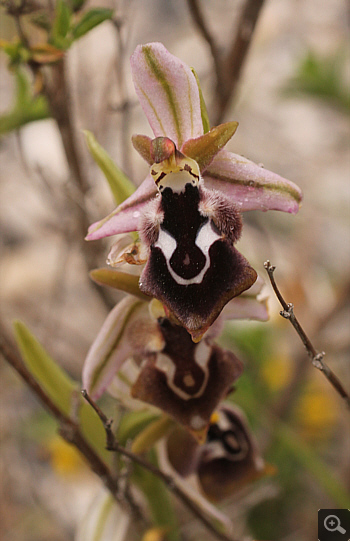 Ophrys reinholdii, Lambokambos.