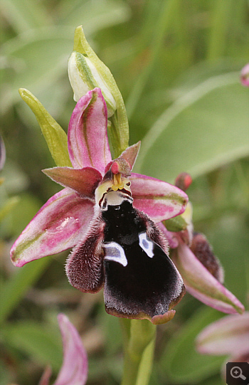 Ophrys reinholdii, Filothei.