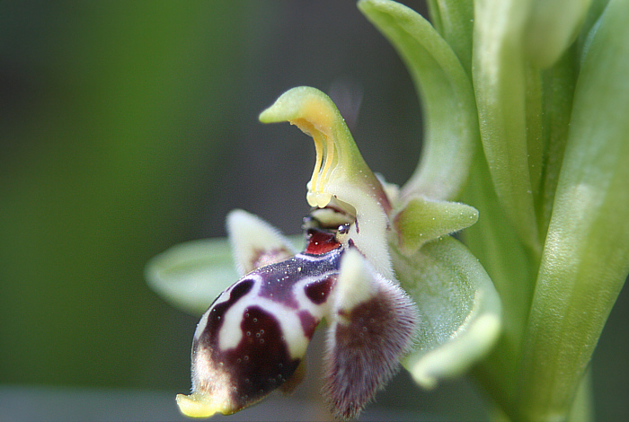 Ophrys rhodia, Apollona.