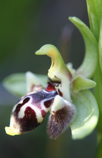 Ophrys rhodia, Apollona.