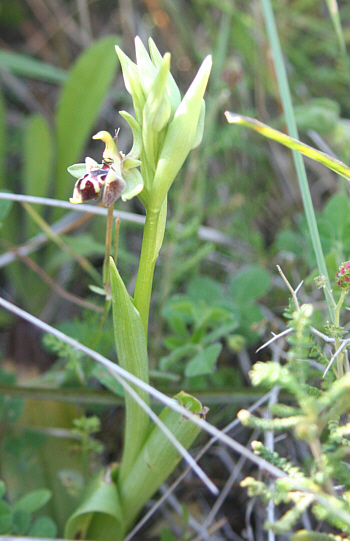Ophrys rhodia, Apollona.