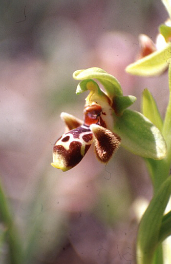 Ophrys rhodia, Larnaca.