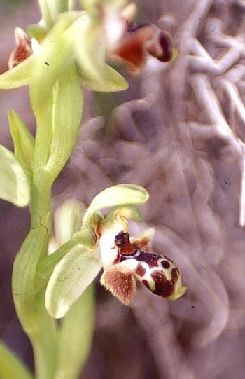 Ophrys rhodia, Larnaca.