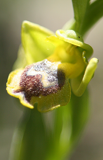 Ophrys sicula, Profitis Ilias.