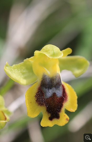 Ophrys sicula, Markopoulo.