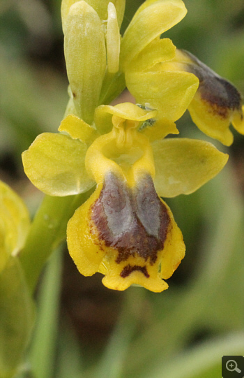 Ophrys sicula, Filothei.