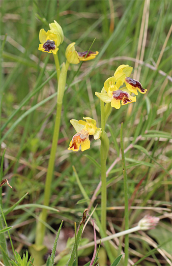 Ophrys sicula, Mattinata.