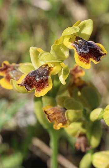 Ophrys sicula, Monte Sacro.