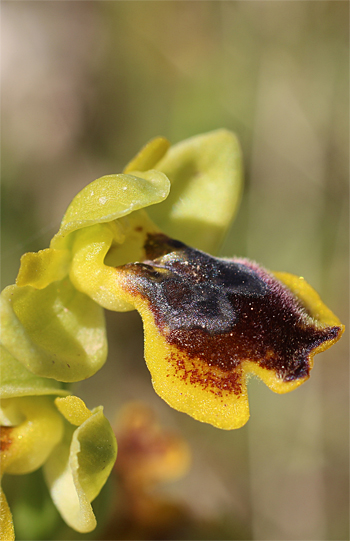 Ophrys sicula, Monte Sacro.