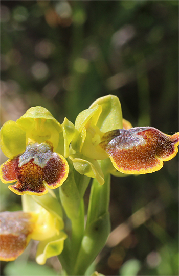 Ophrys sicula, Monte Sacro.