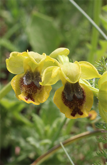 Ophrys sicula, Poggiosini.