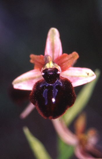 Ophrys sipontensis, Siponto.