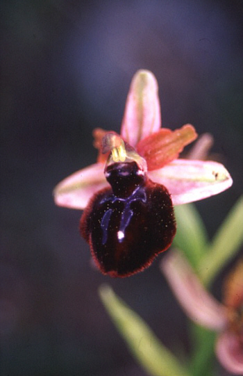 Ophrys sipontensis, Siponto.