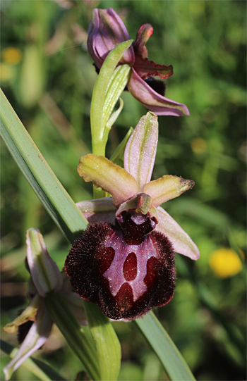 Ophrys sipontensis, Manfredonia.