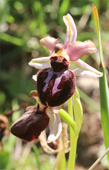 Ophrys sipontensis, Manfredonia.