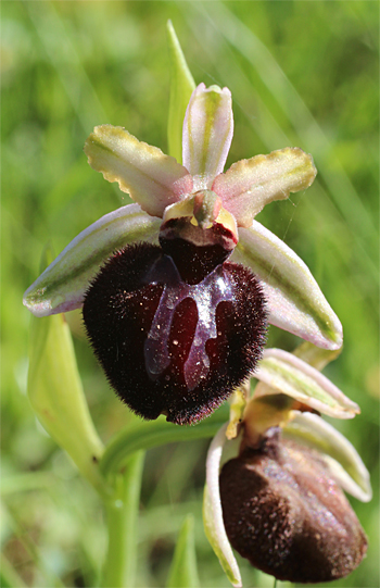 Ophrys sipontensis, Manfredonia.