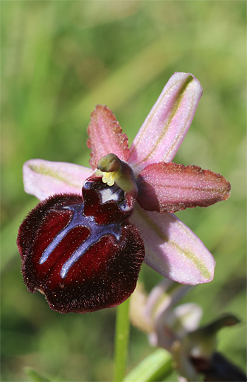 Ophrys sipontensis, Manfredonia.